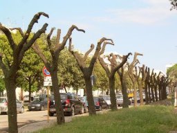 Potatura degli alberi SBAGLIATA